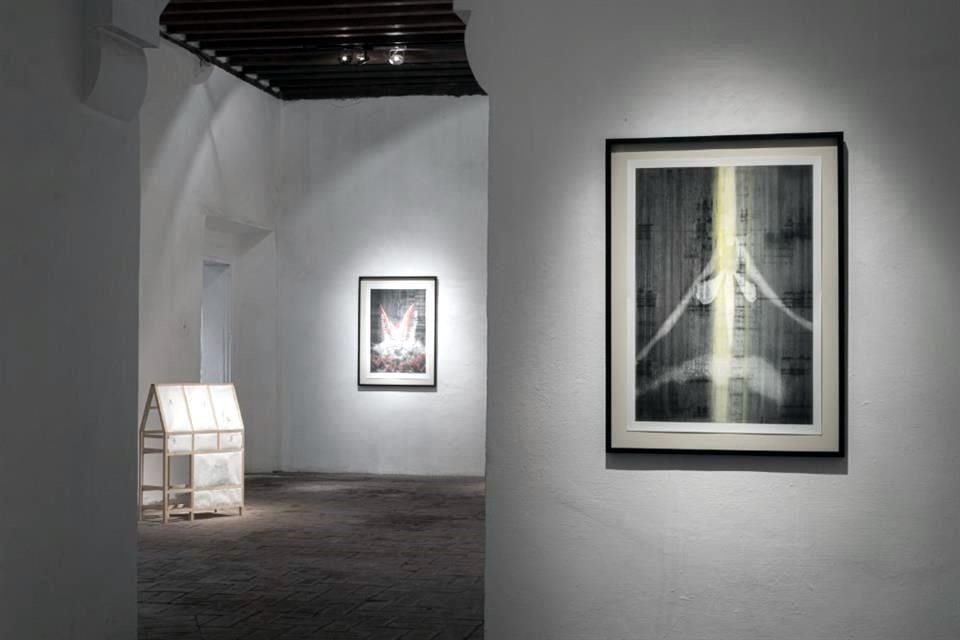Con la exposición 'Las rodillas del ciprés', festeja su 25 aniversario el Museo de la Ciudad de Querétaro.