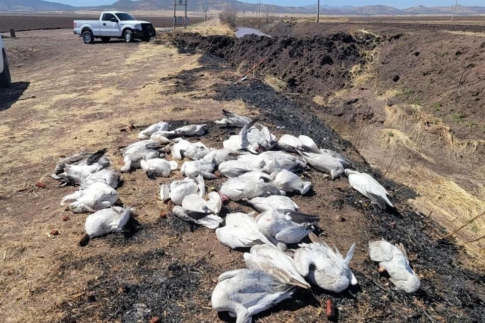 Las autoridades reportaron el hallazgo de los gansos este martes, pero un poblador expresó que los gansos estaban desde la mañana del 14 de marzo.