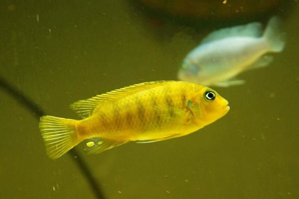 Algunos peces de agua dulce pueden realizar sumas y restas, al igual que otras especies de animales, señala estudio.