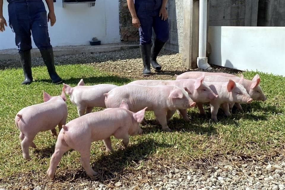 Por ello, Opormex, en coordinación con Senasica, implementó un cerco sanitario, en el que los productores invierten aproximadamente un peso por cada cerdo movilizado.