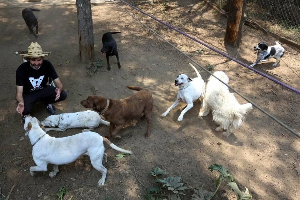 Cuando Ryan fue atacado por hombres armados, cinco perros de los cerca de 500 que ha rescatado en México lo salvaron y enfrentaron a los delincuentes.