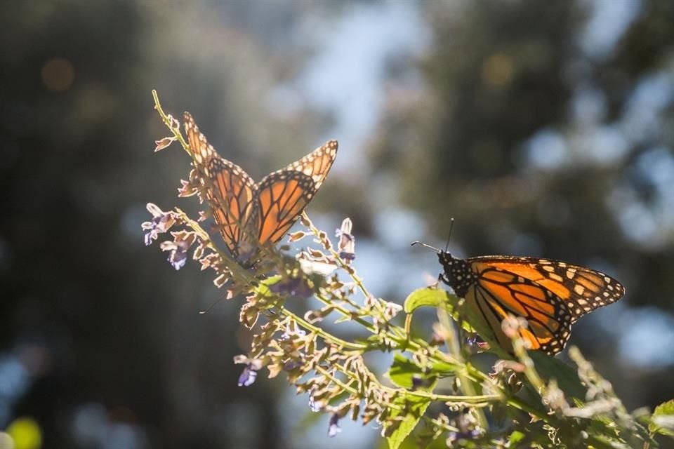 La presencia de mariposas monarca en México creció 35 por ciento durante el más reciente periodo de hibernación, señala reporte.