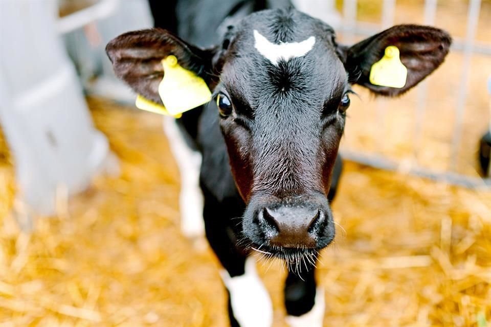 El bienestar animal juega un rol decisivo al comprar leche, pues a muchos les importa saber cómo se trata a las vacas... Aquí una respuesta.