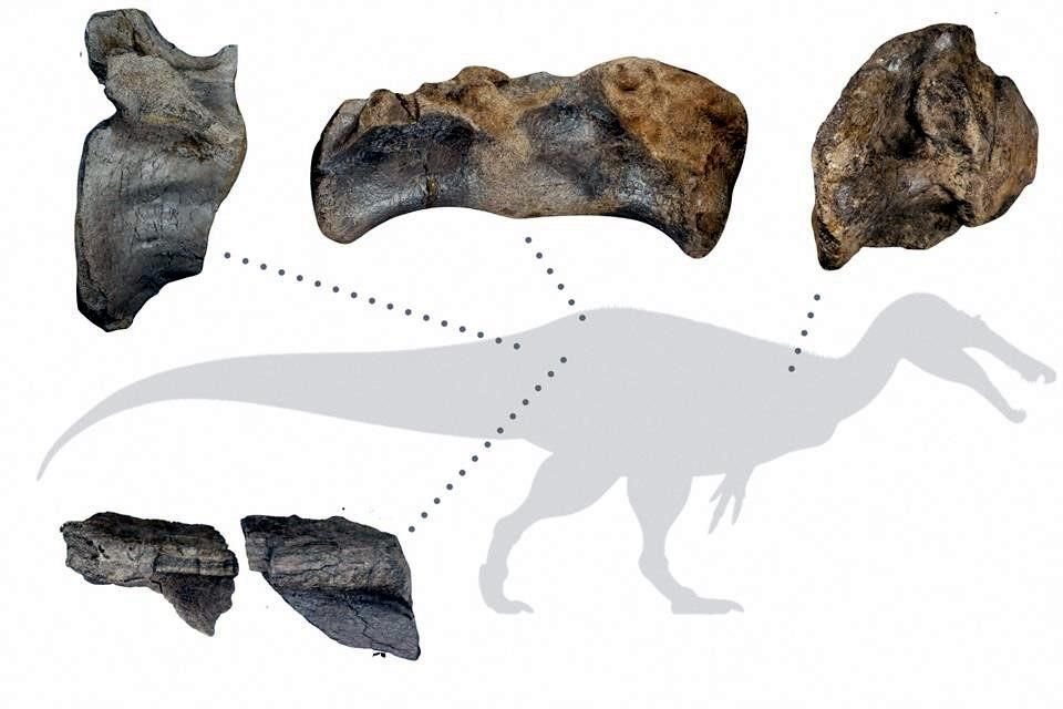 La imagen muestra los restos óseos hallados por Nick Chase que sirvieron a los investigadores para identificar al espinosaurio.