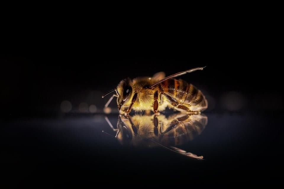 Las abejas pueden ser entrenadas para detectar el SARS-CoV-2, el virus responsable del Covid-19, afirman científicos de los Países Bajos.