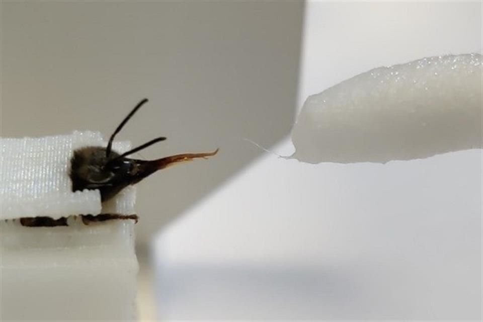 Las abejas fueron entrenadas para extender su lengua al detectar muestras con SARS-CoV-2.