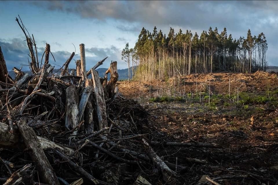 Algunos países en desarrollo podrían quedar en bancarrota o quiebra por la destrucción de la naturaleza, advierte Universidad de Cambridge.