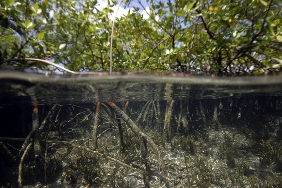 La bacteria fue hallada en los manglares de Guadalupe, donde estos organismos viven de la oxidación del azufre en hojas sumergidas.