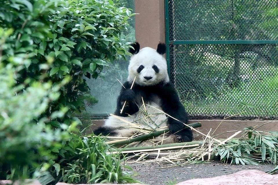 Las osas panda, Xin Xin y Shuan Shuan, se encuentran en buen estado, con atención de personal especializado que las activa a diario y con bambú cultivado en Chapultepec.
