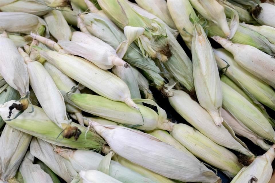 Sinaloa es la principal entidad productora de maíz blanco.