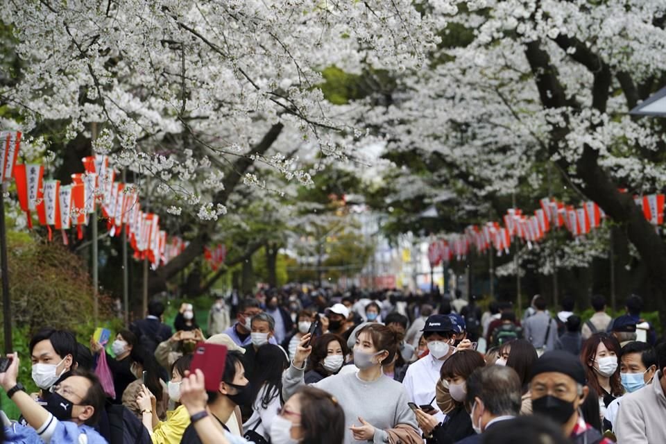 Los cerezos de Japón florecen antes como consecuencia del cambio climático, de acuerdo con expertos.