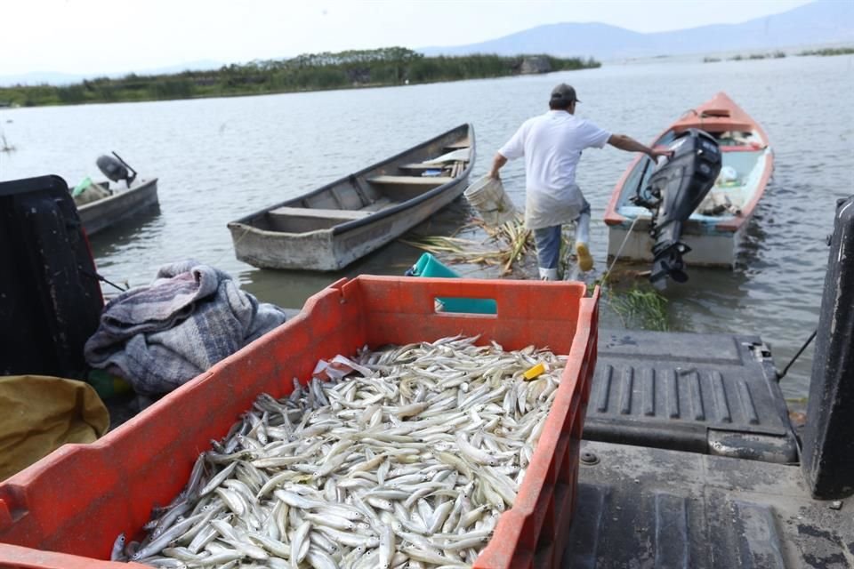 Crimen organizado controla pesca y distribución de productos del mar en estados del noroeste del País, advirtió líder de Canirac en Sonora.