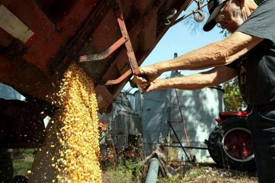 Los precios de futuros de referencia para el maíz han caído un 24 por ciento en los últimos tres meses.