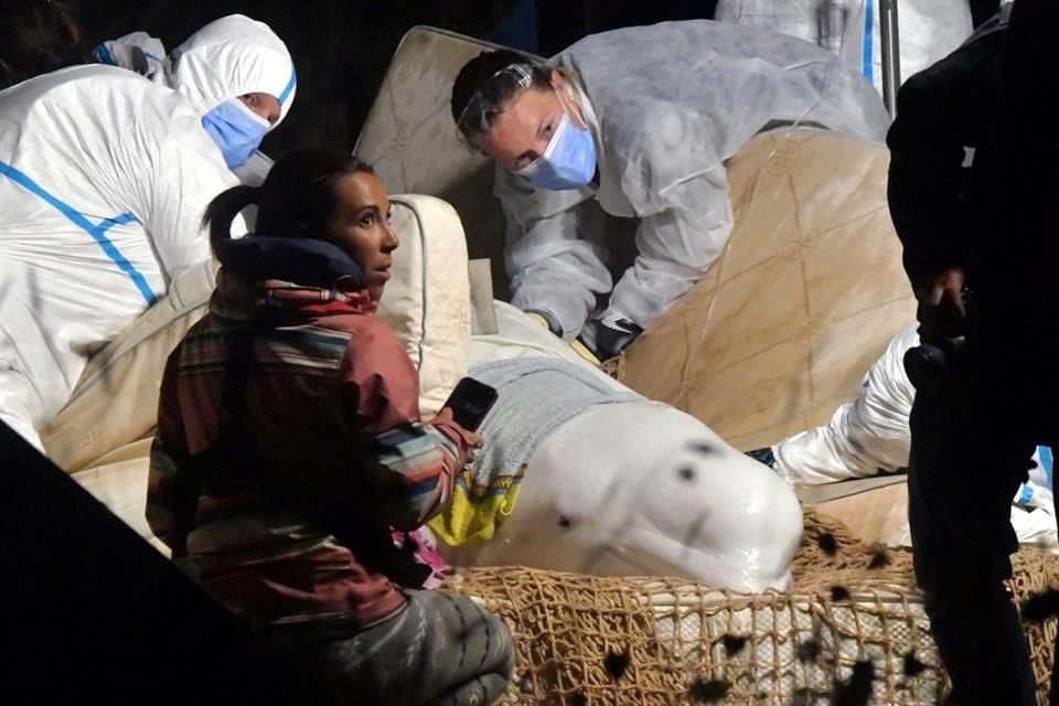Veterinarios cuidan a la beluga que estuvo varada en el Río Sena en el norte de Francia.