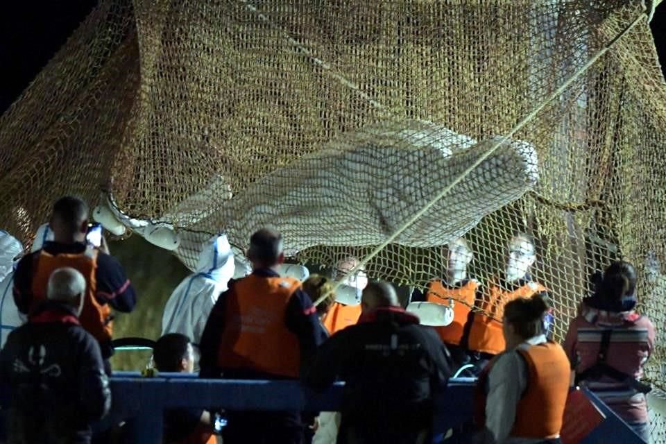 Rescatistas sacan en una red a la beluga que estuvo varada en el Río Sena en el norte de Francia.