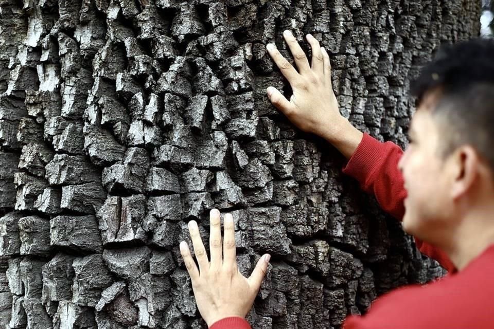 Especialistas en árboles cada fin de semana dan recorridos para mostrar  a los habitantes de la ciudad los diferentes tipos de árboles.