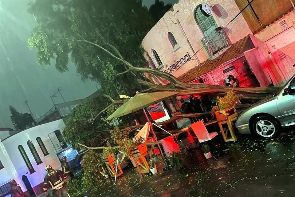 Se reportó la caída de un árbol en Av. Clavería y Palestina, Colonia Claveria, en Azcapotzalco.