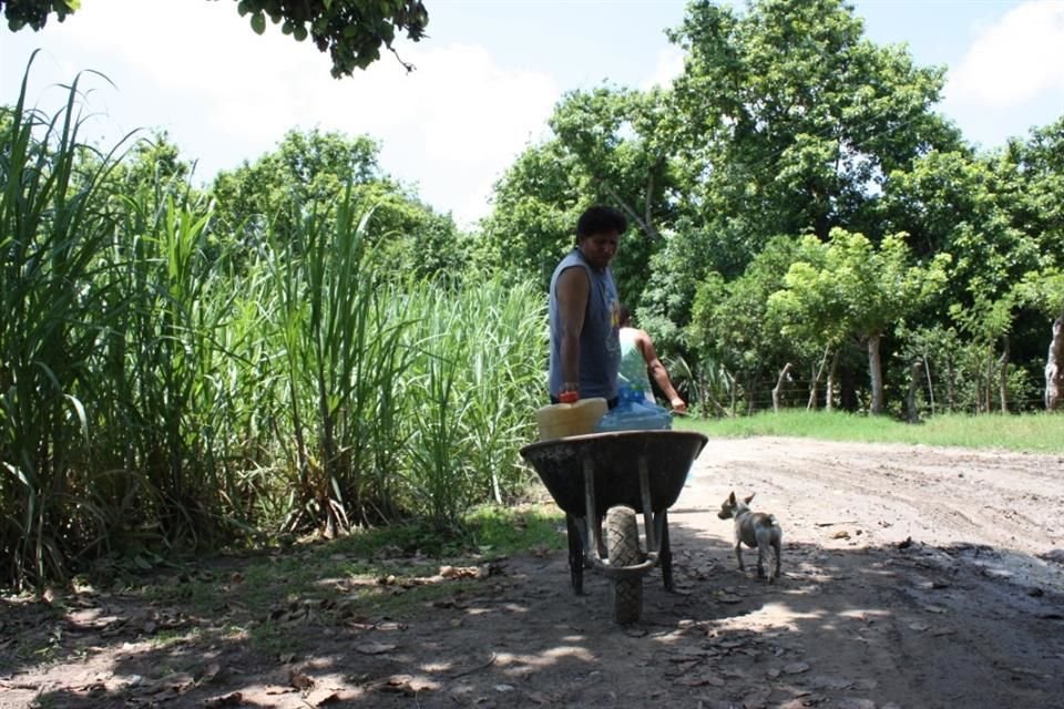 Cultivo de caa de azcar afectado por inundacin que se registra en el Ejido El Detalle
