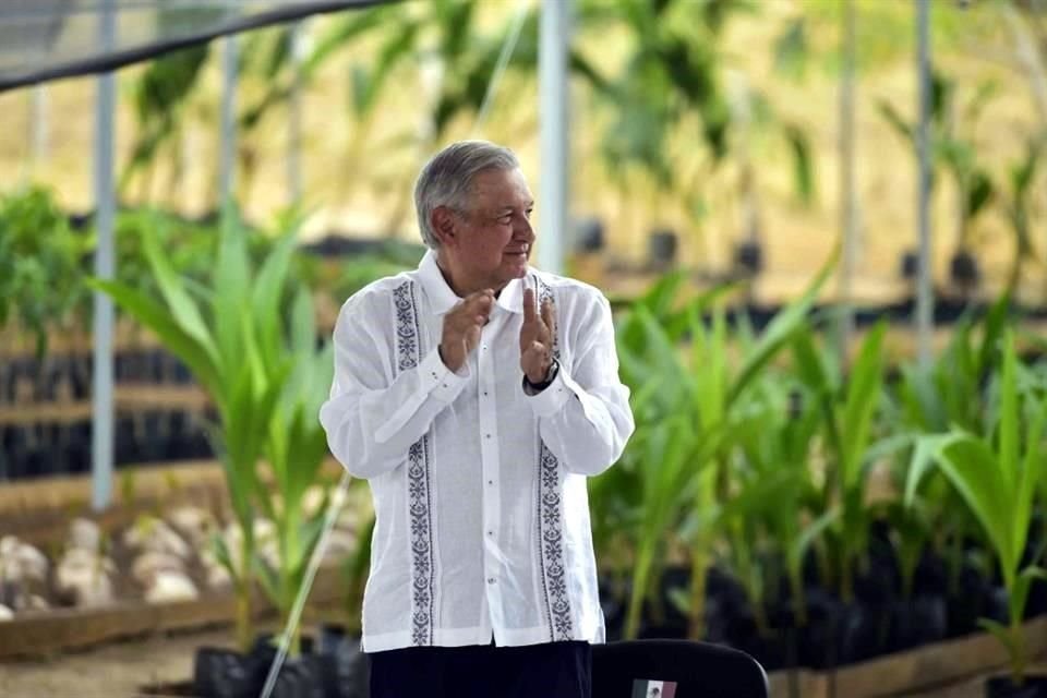 El Presidente López Obrador presume el programa como el más grande de reforestación en el mundo.