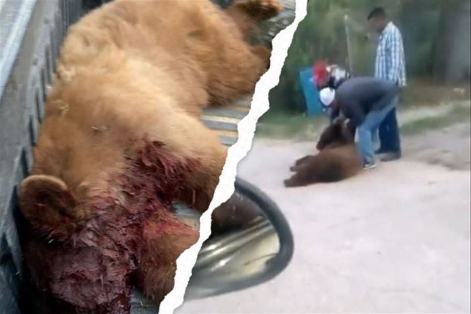 El oso negro fue capturado y, después, habitantes lo mataron en el Municipio de Cumpas, en Sonora.