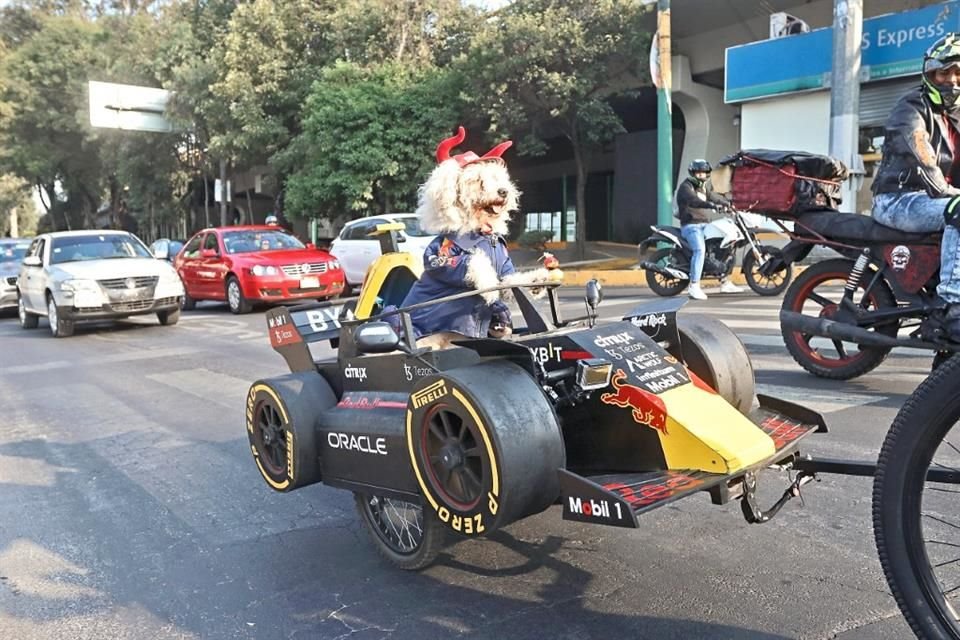 Un maltés de 13 años fue disfrazado de 'Checo' Pérez. Incluso, en la parte de atrás de su bicicleta colocó un auto a escala donde venía el perrito.