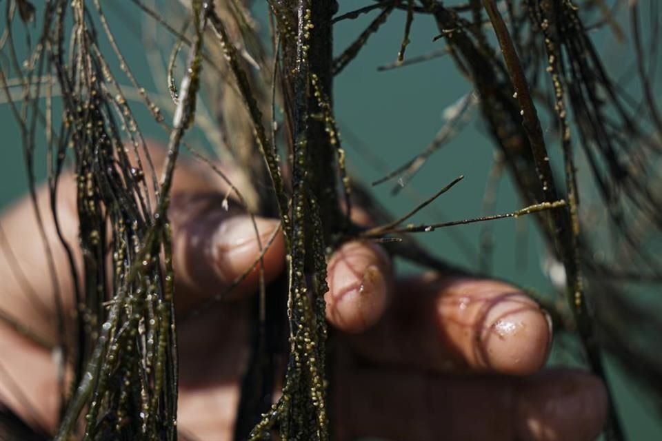 El ahuautle se cultiva en agujas de pino cerca de la Ciudad de México.