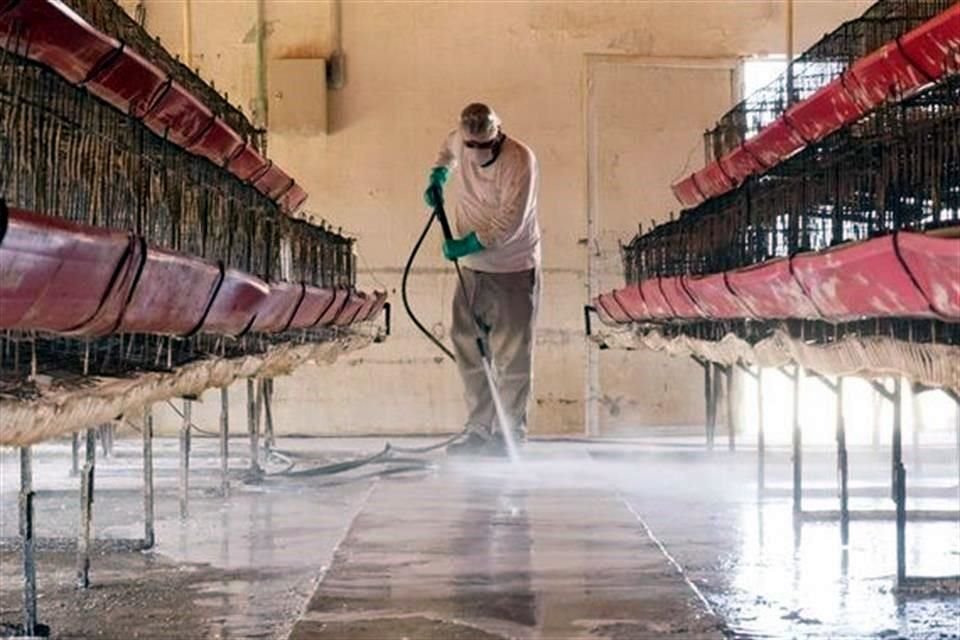 El Senasica afirmó que la presencia de la Influenza Aviar de Alta Patogenicidad (IAAP) AH5N1 no representa ningún riesgo para el consumo de pollo y huevo.