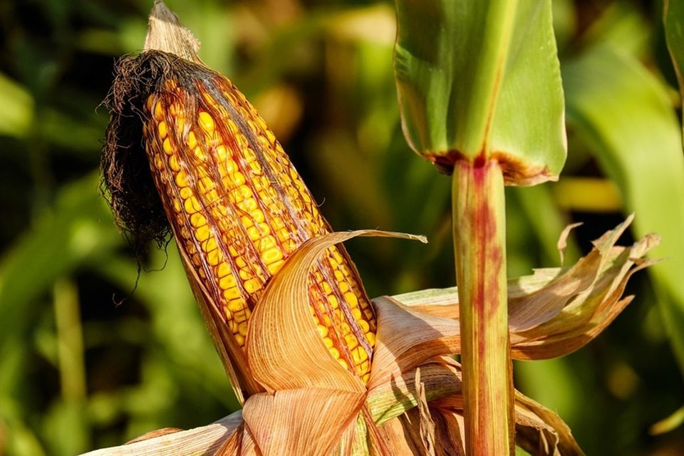  CNA instó a ajustar el decreto del maíz con base en evidencia científica.