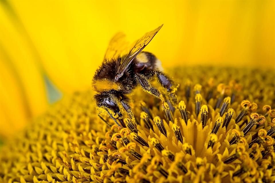 La abeja europea, indica, es una especie introducida. Su nombre científico es apis mellifera, fue traída hacia Estados Unidos en la época de la colonización para su uso agropecuario.