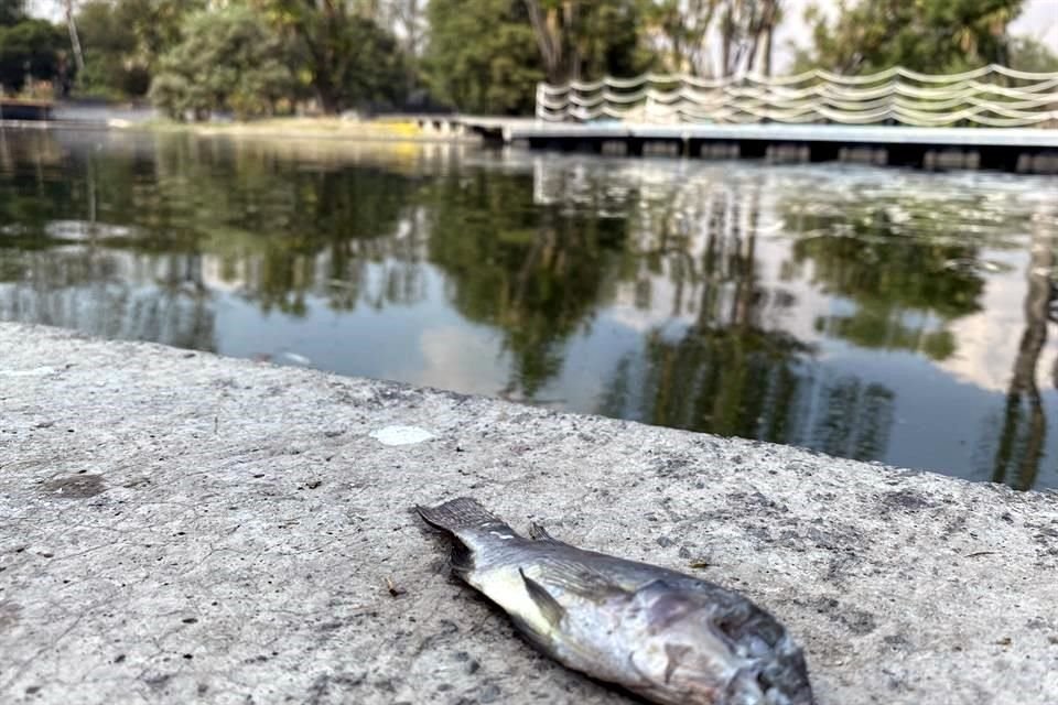 La Secretaría del Medio Ambiente (Sedema) investiga la muerte de tilapias en el Lago Mayor de Chapultepec.
