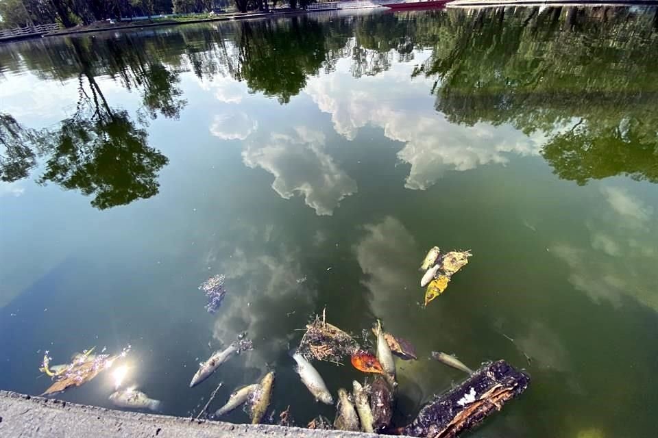 La Secretaría del Medio Ambiente (Sedema) investiga la muerte de tilapias en el Lago Mayor de Chapultepec.