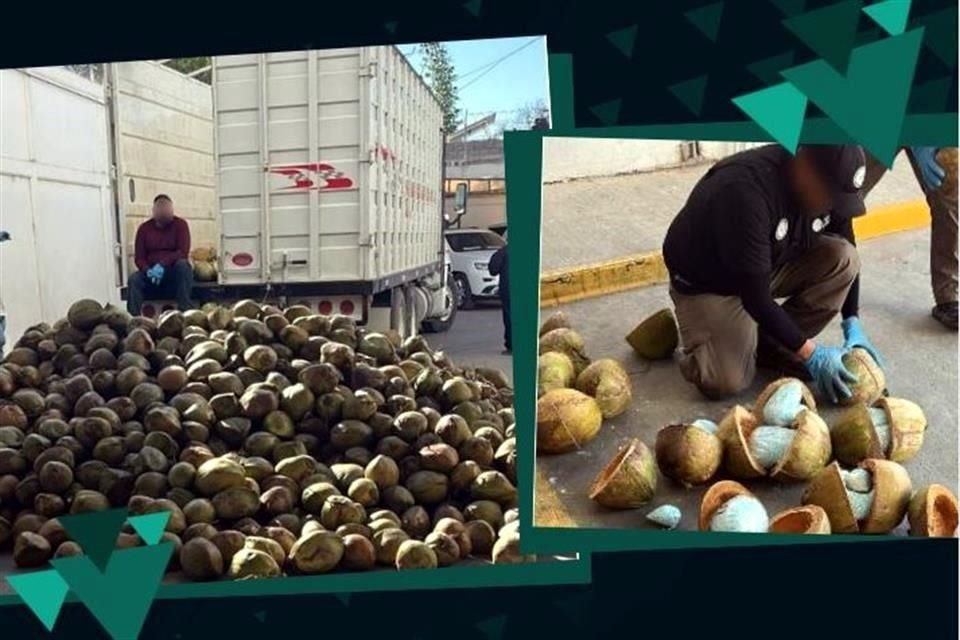 Una carga de la droga fentanilo fue encontrada al interior de cocos por elementos de la FGR en el norte de Sonora.