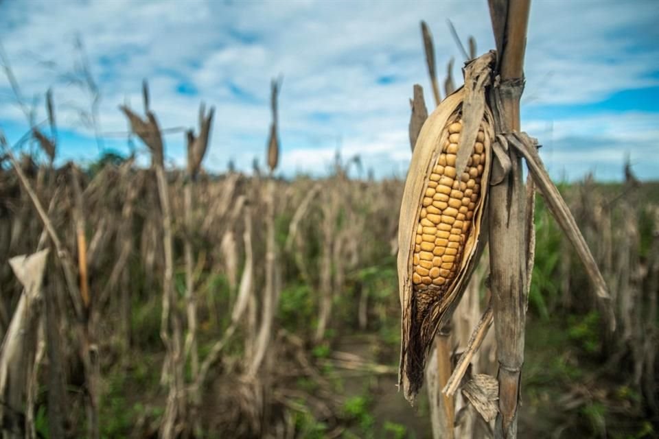 México busca aplazar la prohibición del maíz modificado hasta 2025.