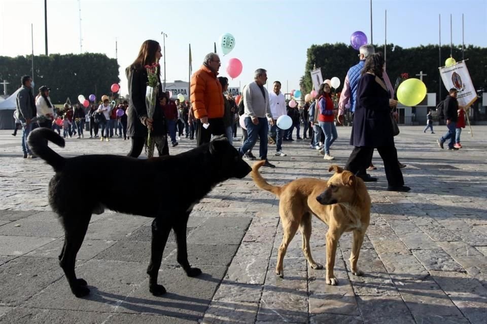 Voluntarios iniciaron con el rescate de perros peregrinos que se quedaron en el abandono por sus dueños dentro y fuera de la Basílica de Guadalupe.