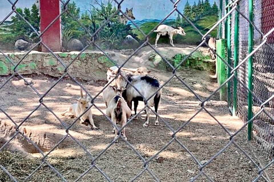 Cuatro cabras del zoolgico de Chilpancingo fueron sacrificadas y guisadas en barbacoa para la cena de Navidad del todo el personal.