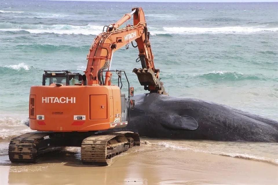 Una ballena encallada en Hawaii consumió grandes cantidades de redes de pesca, trampas y bolsas de plástico.