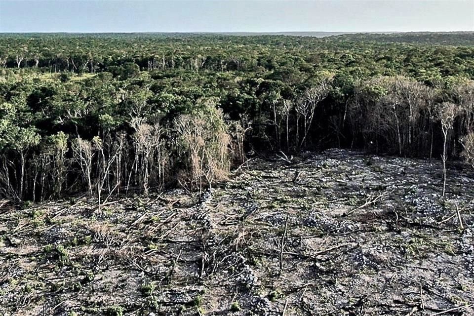 Área deforestada en el Municipio de Bacalar, donde se han perdido 24 mil 346 hectáreas.