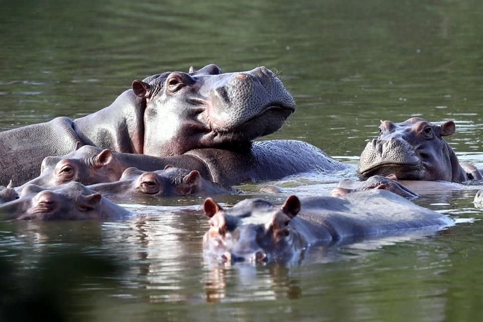 Hipopótamos en el lago de la hacienda Nápoles.