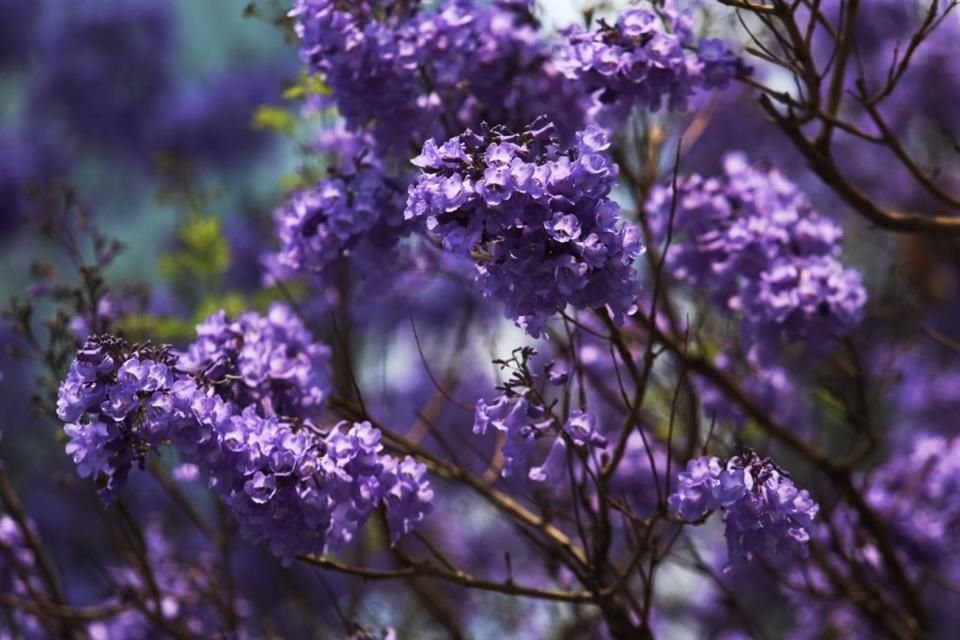 La aparición de los brotes de flor en las jacarandas usualmente se relaciona con el inicio de la primavera, sin embargo, este año, algunos ejemplares comenzaron a pintarse de púrpura desde enero.