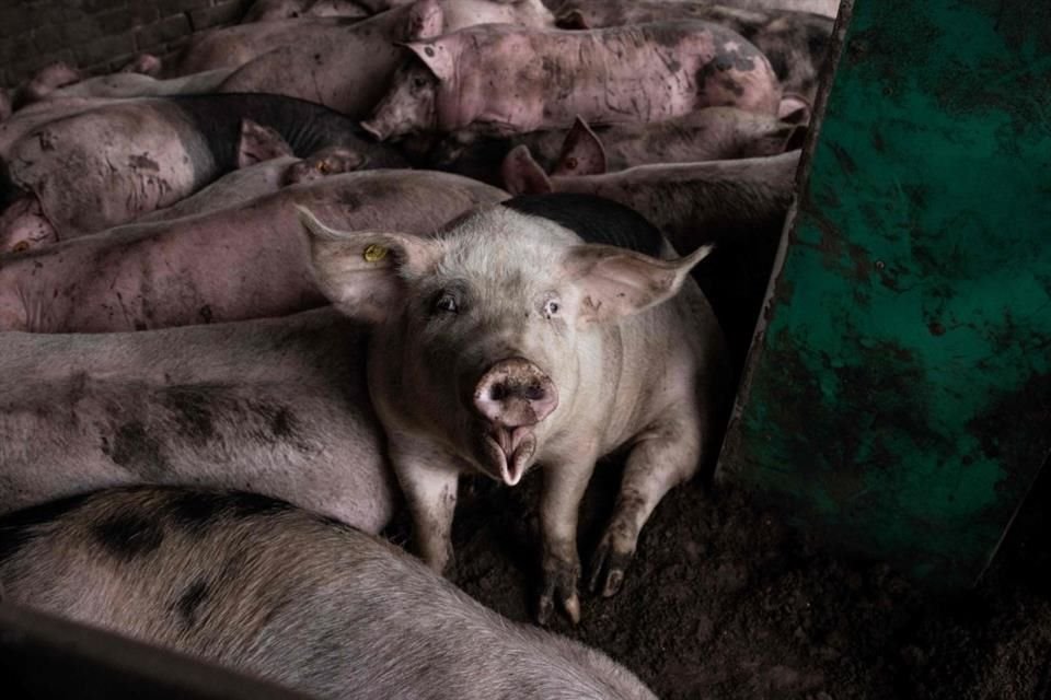 Opormex señaló riesgos sanitarios por la entrada de carne de puerco desde Brasil.