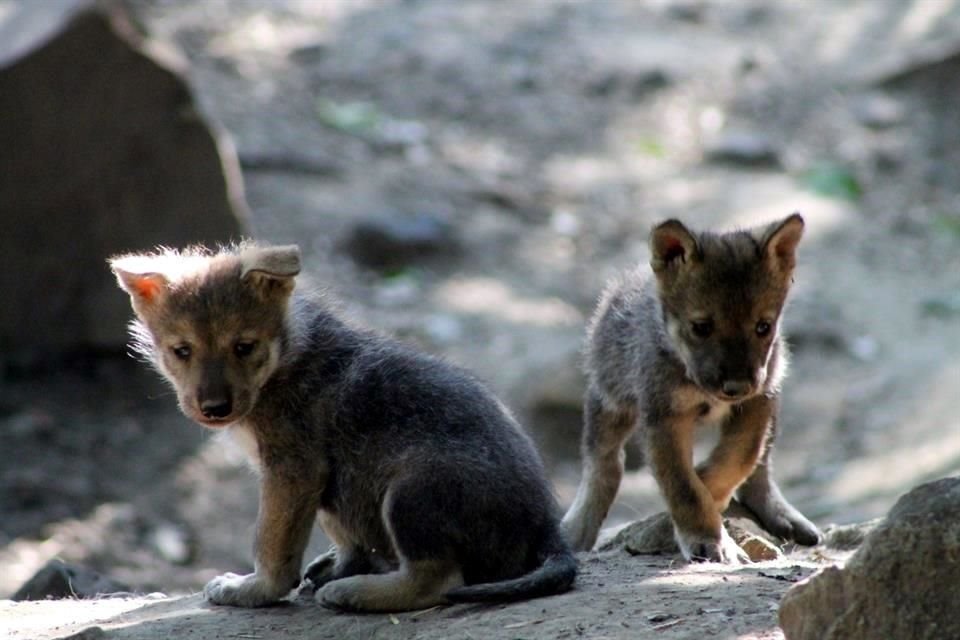Un sistema de videocámaras en un circuito cerrado fue instalado en la madriguera de lobos mexicanos recién nacidos en el #ZoológicoDeChapultepec, para monitorear su crecimiento.