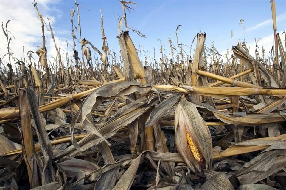 La Representante Comercial de EU, Katherine Tai, aseguró que no permitirá que las consultas con México por la prohibición a la importación de maíz transgénico se hagan 'eternas'.