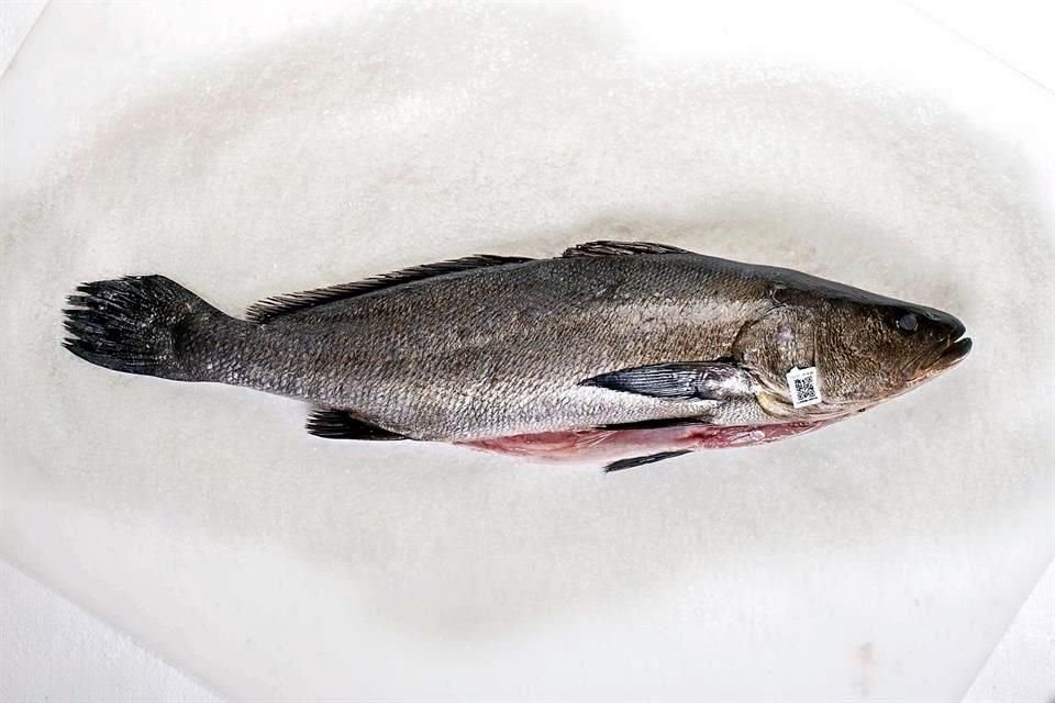 La totoaba (Totoaba macdonaldi) es un pez endémico del Golfo de California, México. Pertenece a la familia Sciaenidae.