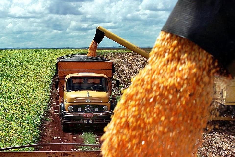 La producción de maíz de Brasil alcanzará un nuevo récord en 2023 y permitirá al país convertirse en el mayor exportador mundial del grano.
