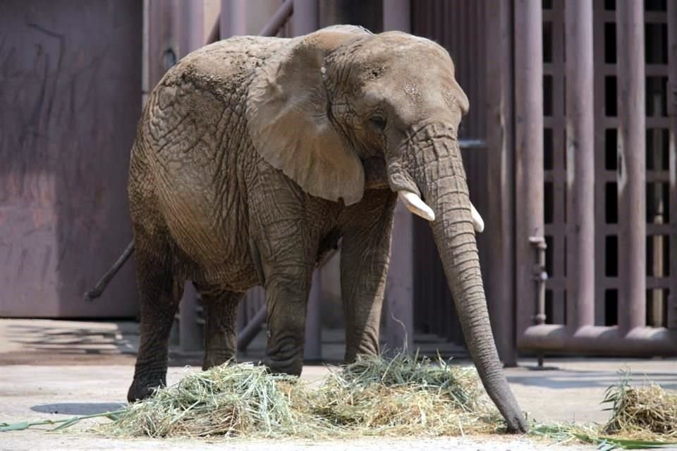 Especialistas dijeron que no era opción trasladar a  la elefanta Ely por las condiciones en que está, informó la Secretaría del Medio Ambiente.