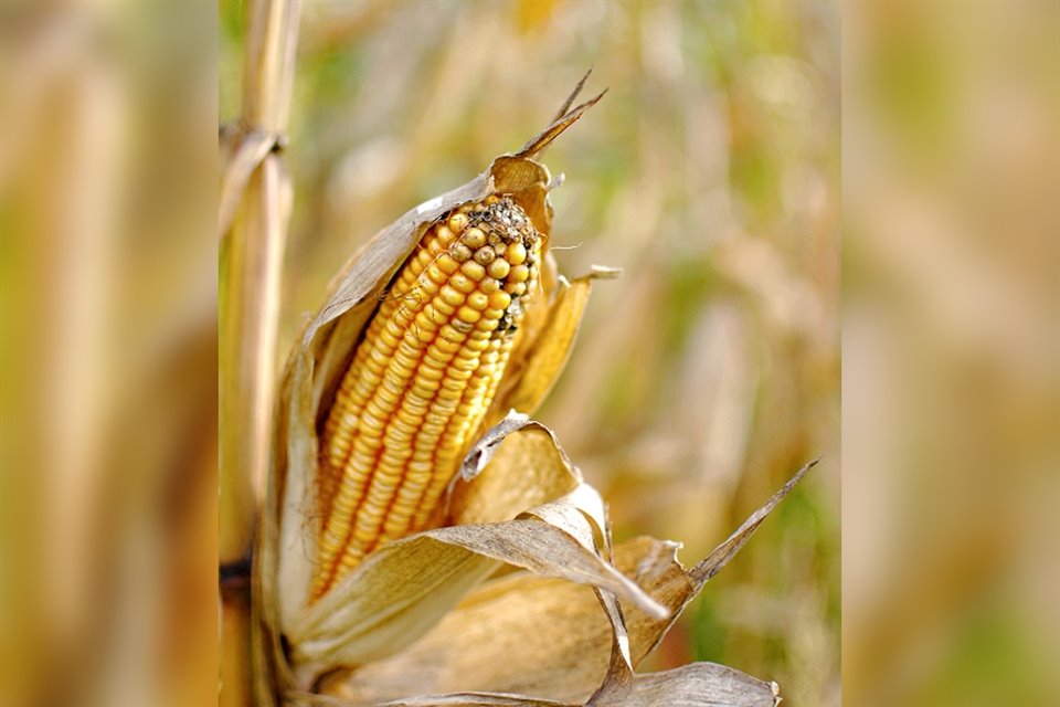 El freno mexicano al maíz transgénico avivó una nueva disputa comercial con EU; Gobierno de Biden solicitó consultas en el marco del T-MEC.