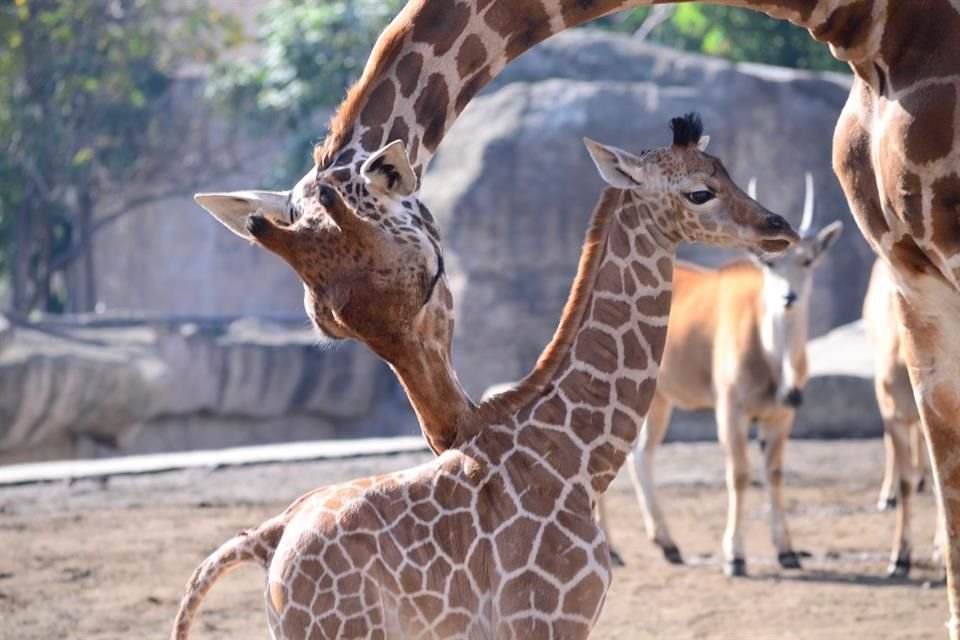 Una jirafa nació en el Zoológico de San Juan de Aragón el 26 de mayo. Los capitalinos podrán elegir su nombre.