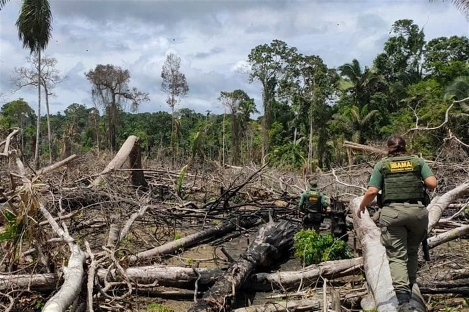 En Brasil, cada segundo fueron talados 24 árboles el año pasado, y la deforestación continua en aumento, revela estudio de ONGs.