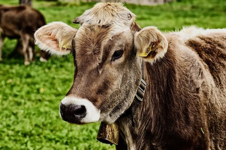 La domesticación de vacas condujo a una reducción del tamaño de sus cerebros, de acuerdo con un estudio de la Universidad de Zúrich, Suiza.