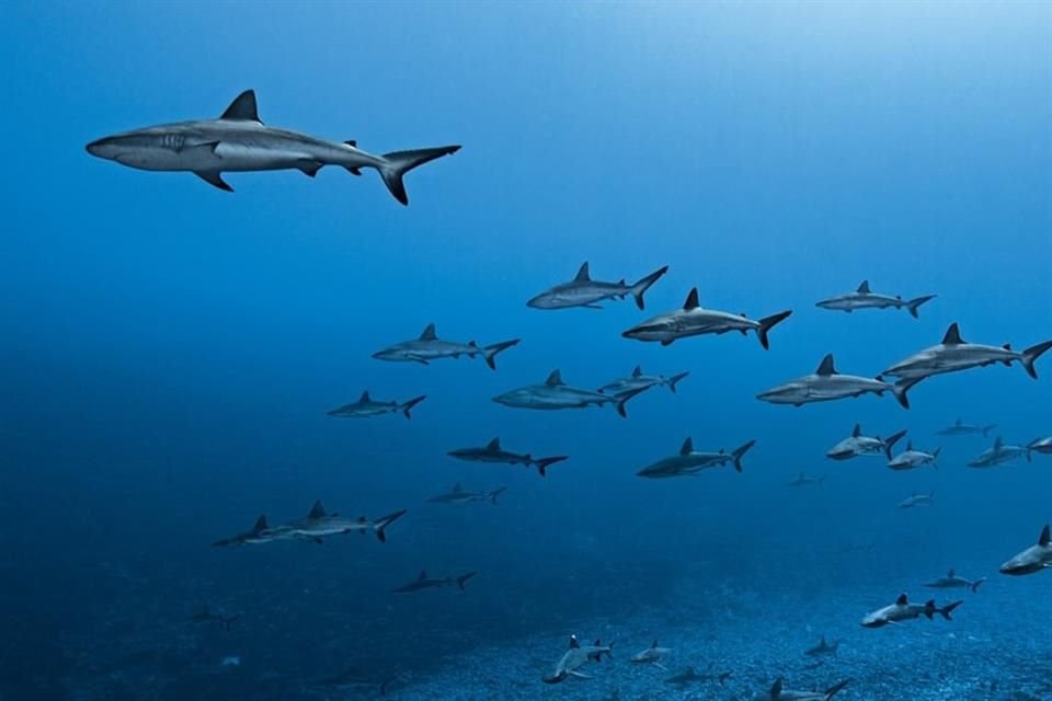 Los tiburones grises surfean para reducir su consumo de energía, como si tomaran una siesta, de acuerdo con científicos.